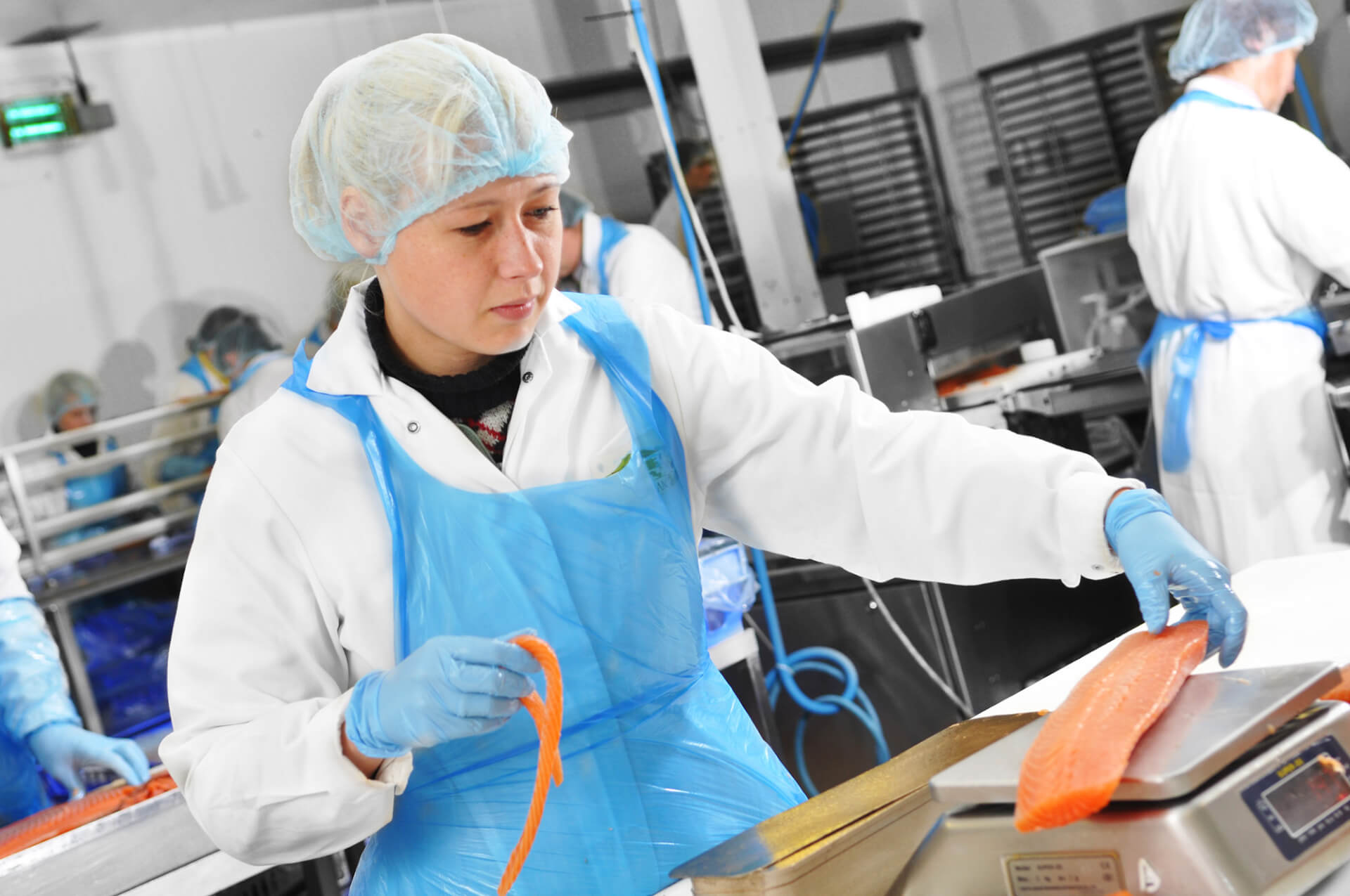 A woman is weighing a piece of salmon at Lossie Seafooods. She is wearing overalls a hairnet, gloves and an apron. Picture Credit Tim Winterburn /HIE